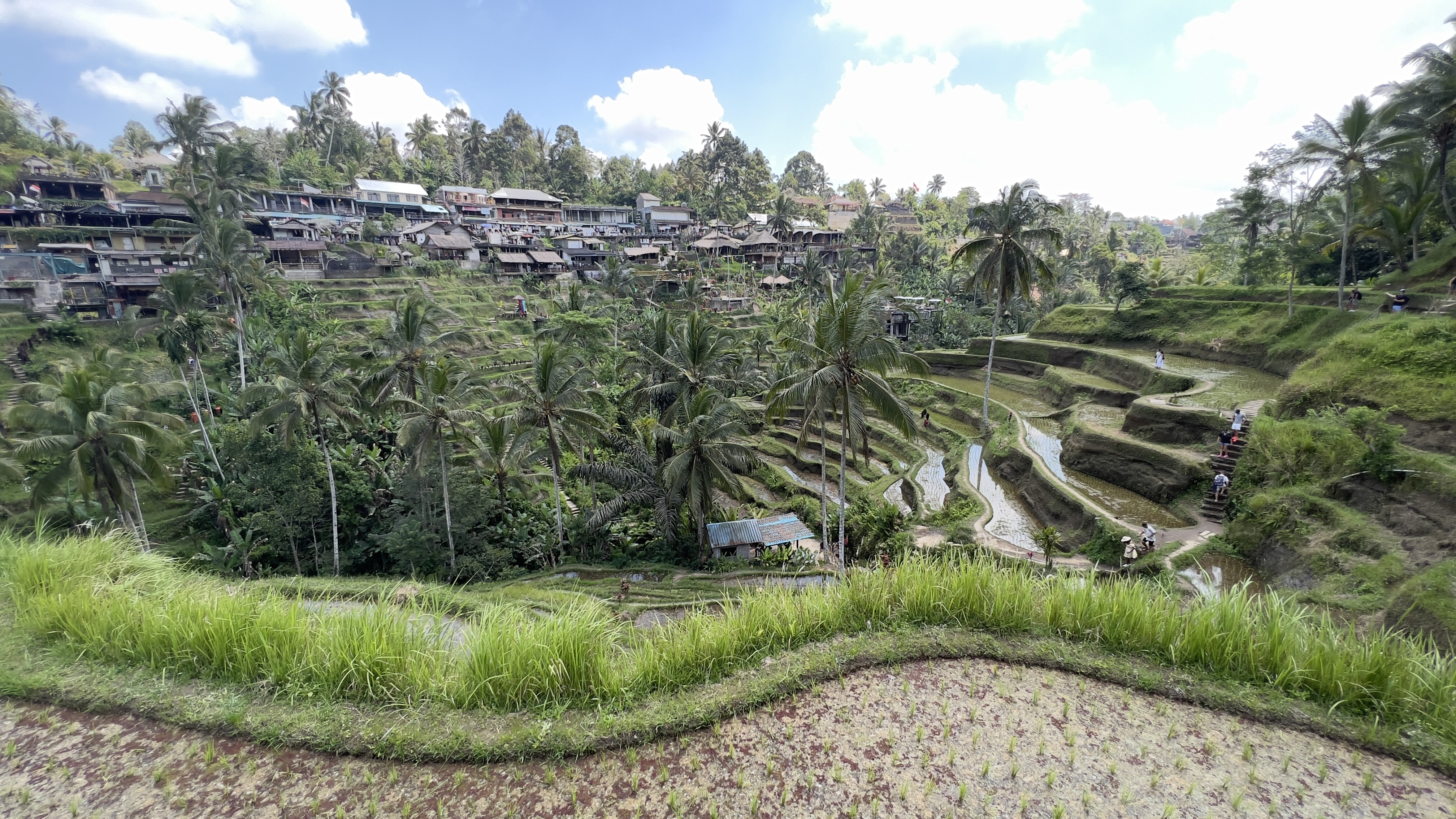 Terrazas de arroz de Tegallalang en Ubud, Bali, con los escalones verdes cubiertos de agua que reflejan el cielo